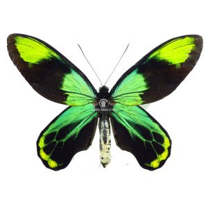 ORNITHOPTERA VICTORIAE REGINAE